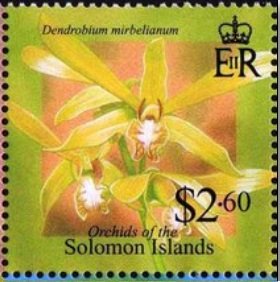 Dendrobium mirbelianum