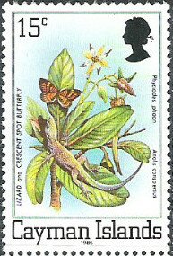 Stamp, Phaon Crescent (Phyciodes phaon), Grand Cayman Anole (Anolis, Cayman Islands,  , Animals (Fauna), Butterflies, Insects, Lizards, Reptiles