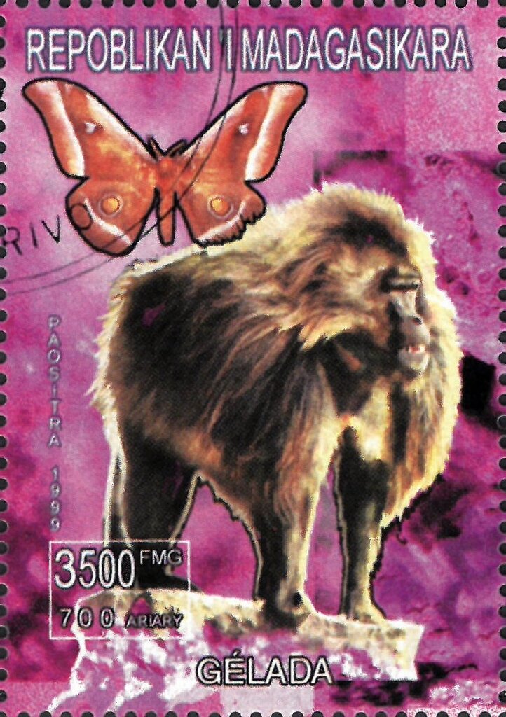 Gelada
