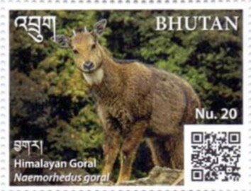 Himalayan Goral