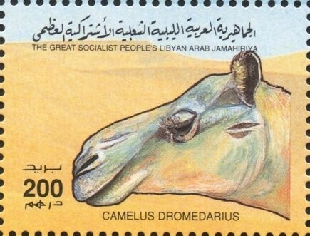 Camelus dromedarius