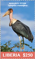 Marabou Stork