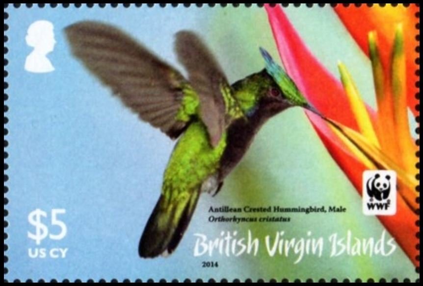 Antillean Crested Hummingbird (Orthorhyncus cristatus)