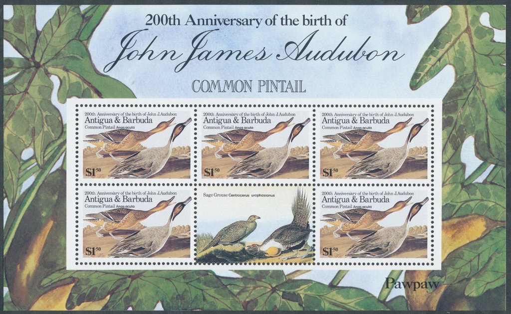 Northern Pintail (Anas acuta) souvenir sheet