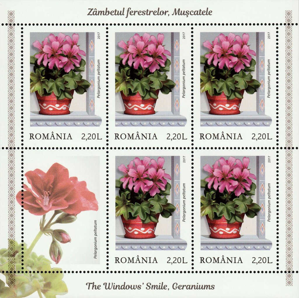 Ivy-leaved pelargoniums (Pelargonium peltatum)