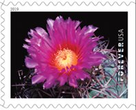 Stamp, Echinocactus horizonthalonius, United States of America,  , Cacti, Plants (Flora)