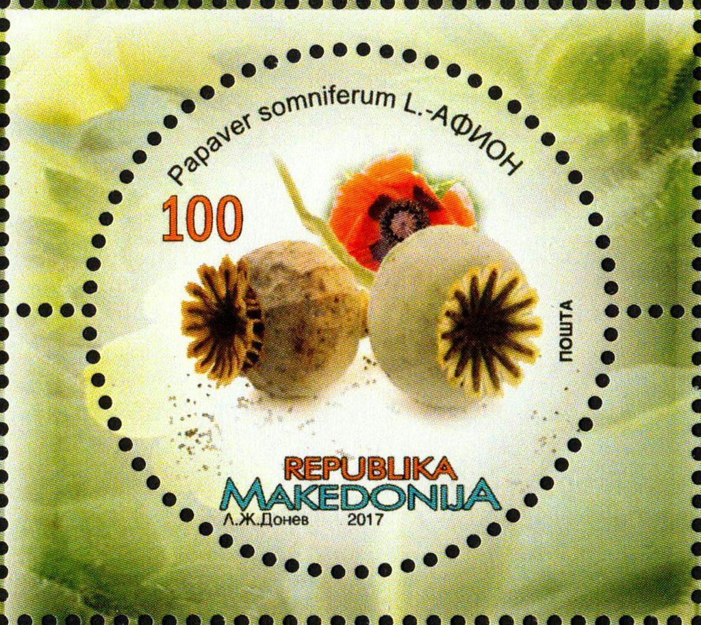 Opium poppy (Papaver somniferum)