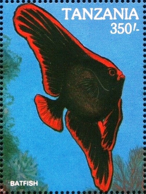 Jewel cichlid