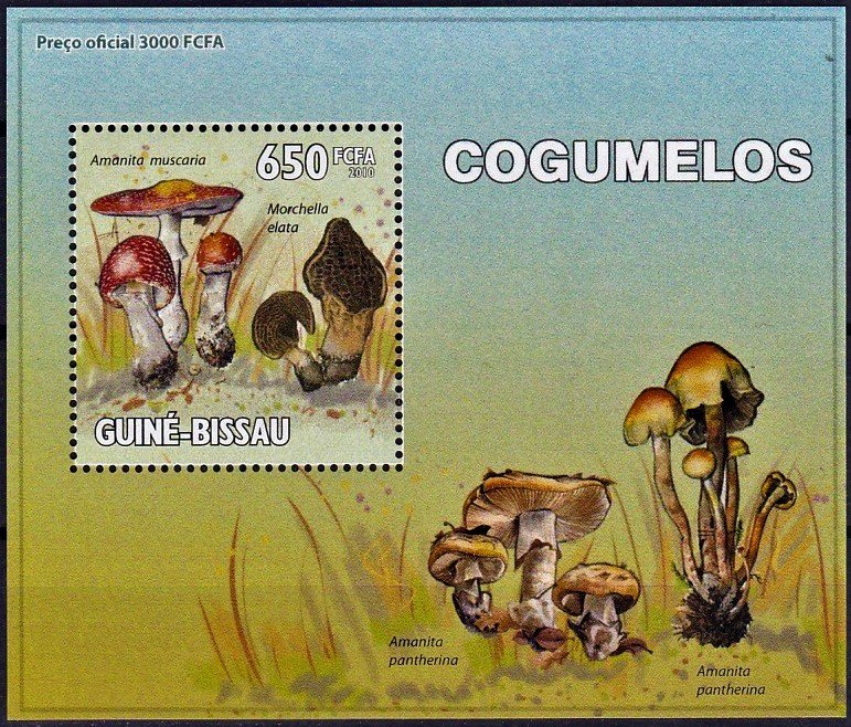 Amanita muscaria/Morchella elata