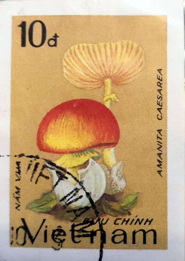 Amanita caesarea