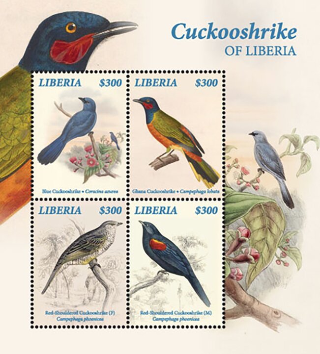 Cuckooshrike