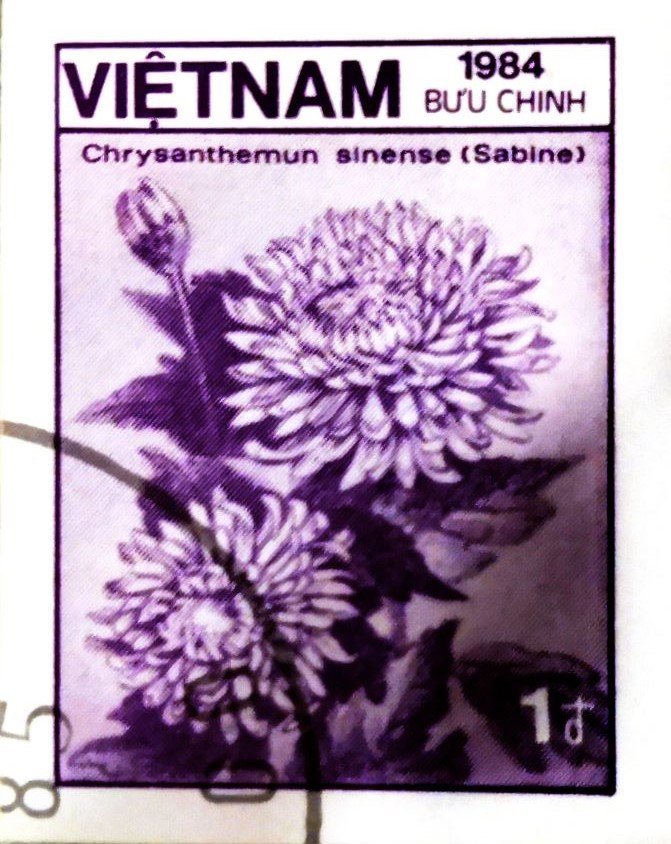 Chrysanthemum sinense