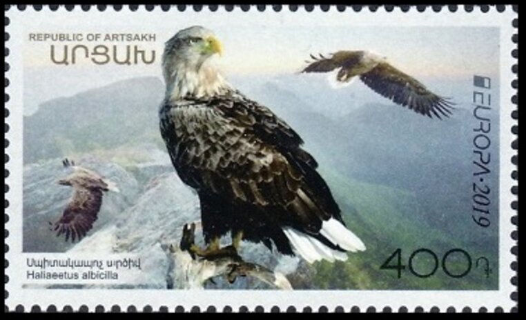 White-Tailed eagle (Haliaeetus albicilla)