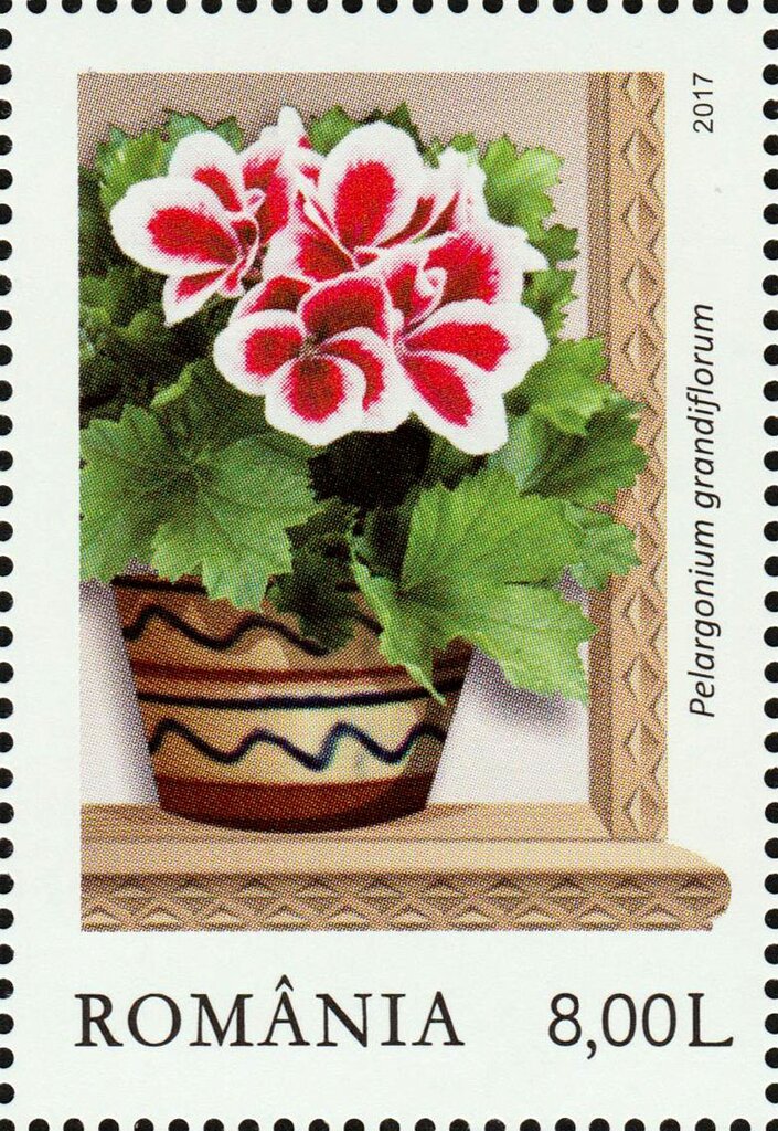 English pelargoniums (Pelargonium grandiflorum)