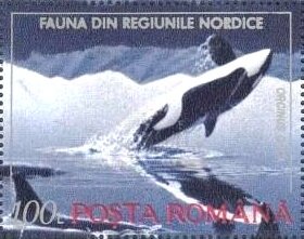 Killer Whale (Orcinus orca)