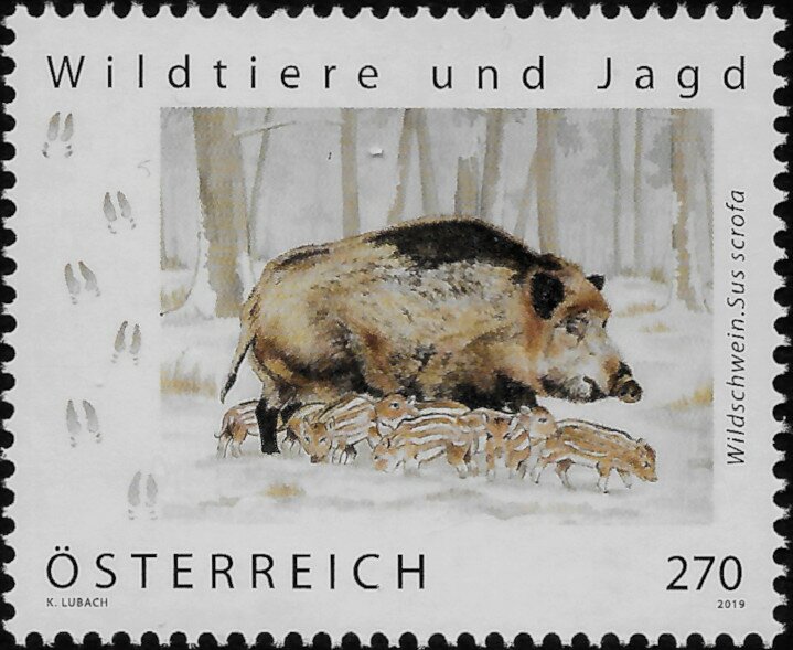 Wild Boar (Sus scrofa)