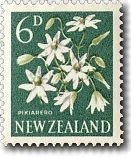 Pikiarero, Sweet Autumn Clematis (Clematis paniculata)