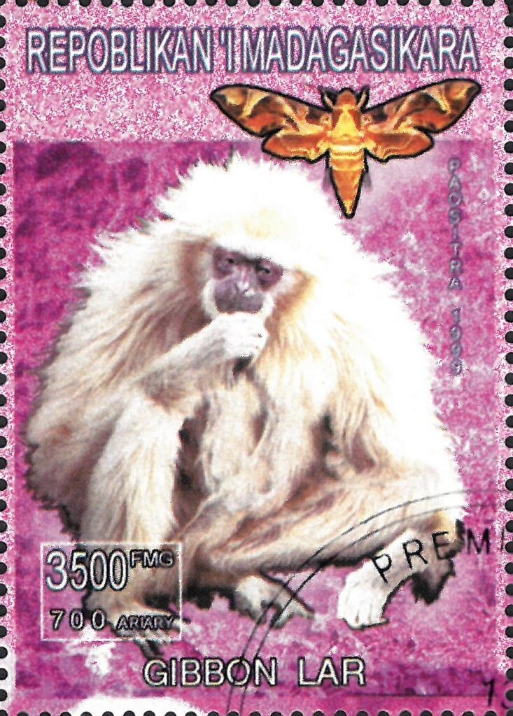 Gibbon Lar