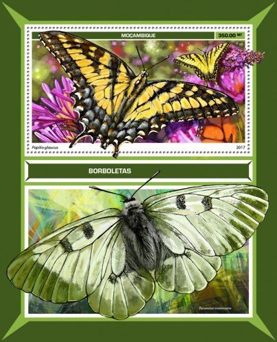 Papilio glaucus