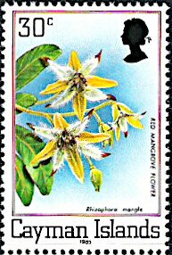 Red Mangrove flower (Rhizophora mangle)