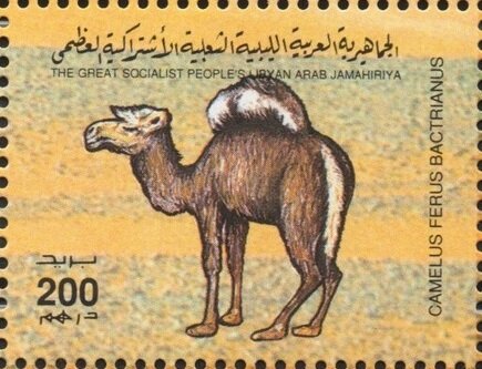 Camelus ferus bactrianus