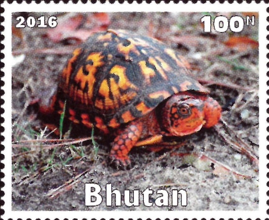 Turtle