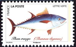 Red Tuna