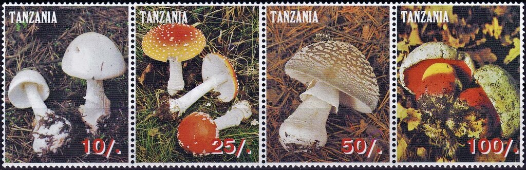 Various Mushrooms