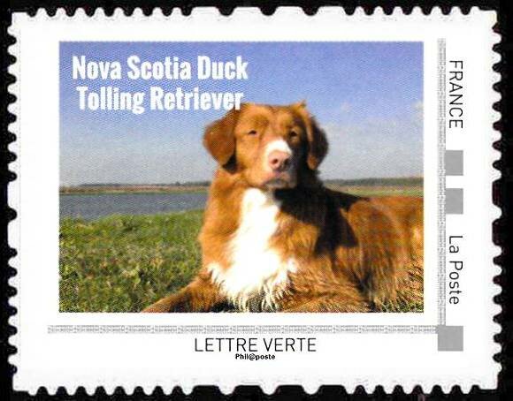 Nova Scotia Duck Tolling Retriever