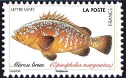 Brown Cod