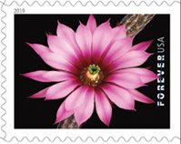 Echinocereus poselgeri