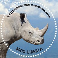 White Rhinoceros