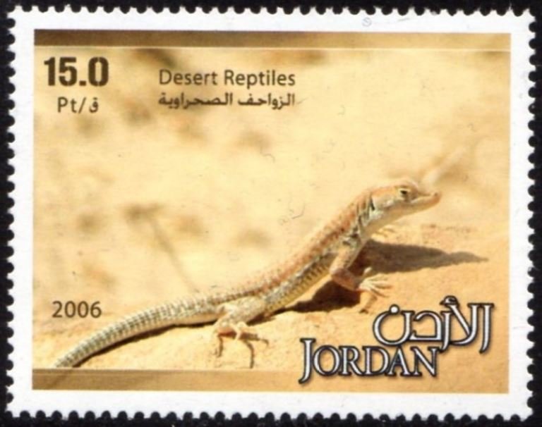 Lizard