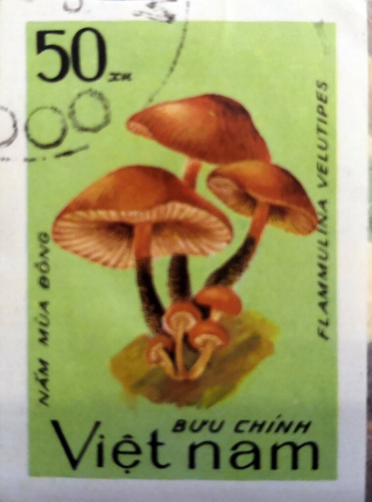 Flammulina velutipes
