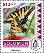 Papilio glaucus