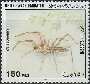 Galeodes sp.