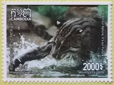 Fishing Cat (Prionailurus viverrinus)