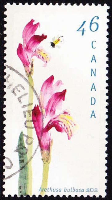 Arethusa bulbosa