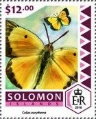 Colias eurytheme