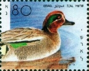 Stamp, Teal, Israel,  , Animals (Fauna), Birds, Ducks
