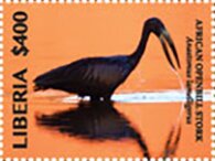 African Openbill Stork