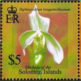 Paphiopedilum bouganvilleanum