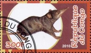 Stamp, Insectivores, Cinderellas,  , Animals (Fauna), Mammals