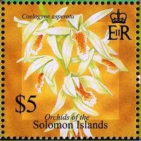 Coelogyne asperata