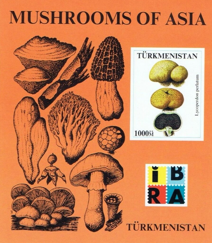 Lycoperdon perlatum