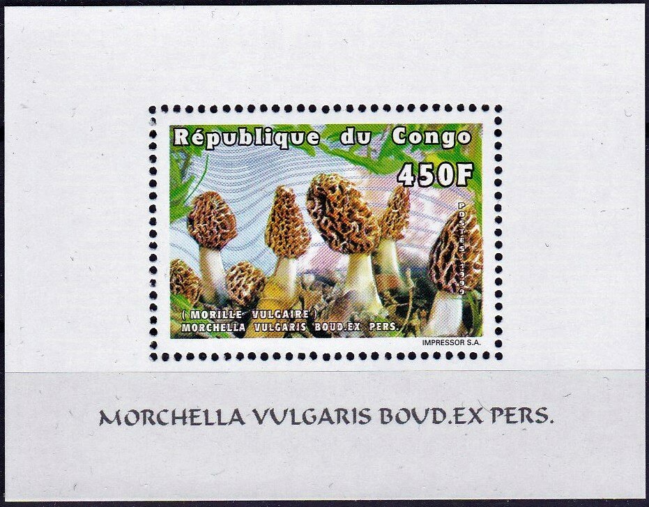 Morchella vulgaris