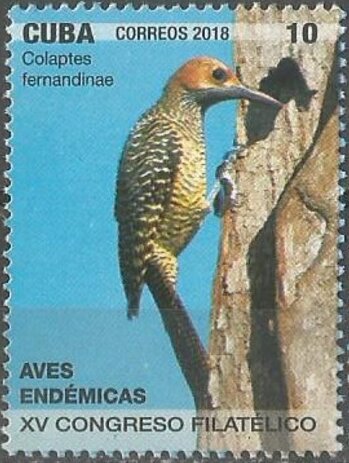 Fernandina's flicker (Colaptes fernandinae)