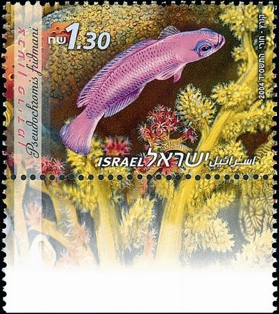 Orchid Dottyback (Pseudochromis fridmani)