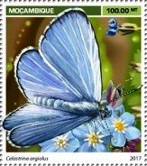 Celastrina argiolus
