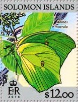Anteos maerula